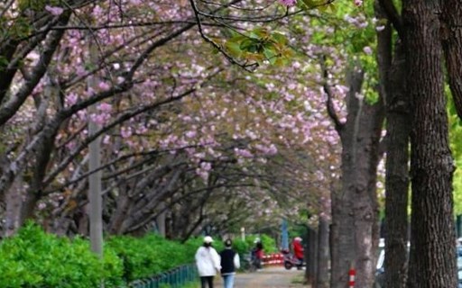 【摄影报道】久雨终放晴 屈原公园晚樱烂漫引市民“打卡”