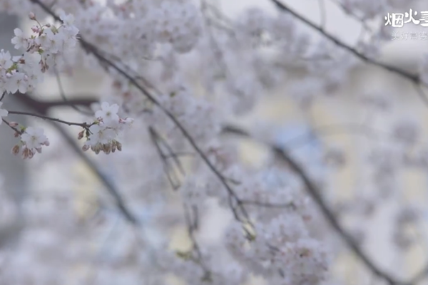 一场花事旺了老街——常德高山街“以花为引”营造美好生活消费场景